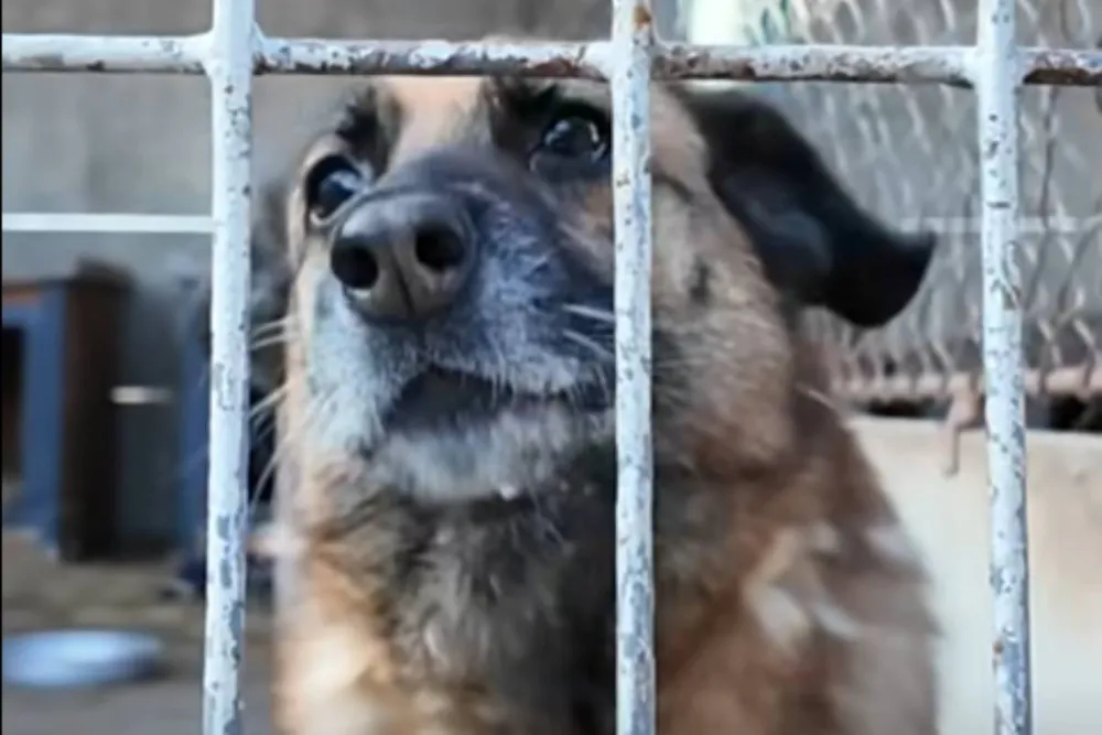Zbiórka karmy dla schroniska w Racławicach. Transport wyruszy już wkrótce