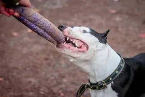 Szok w centrum Krakowa. Pies zagryzł jamnika, właściciel spokojnie odszedł