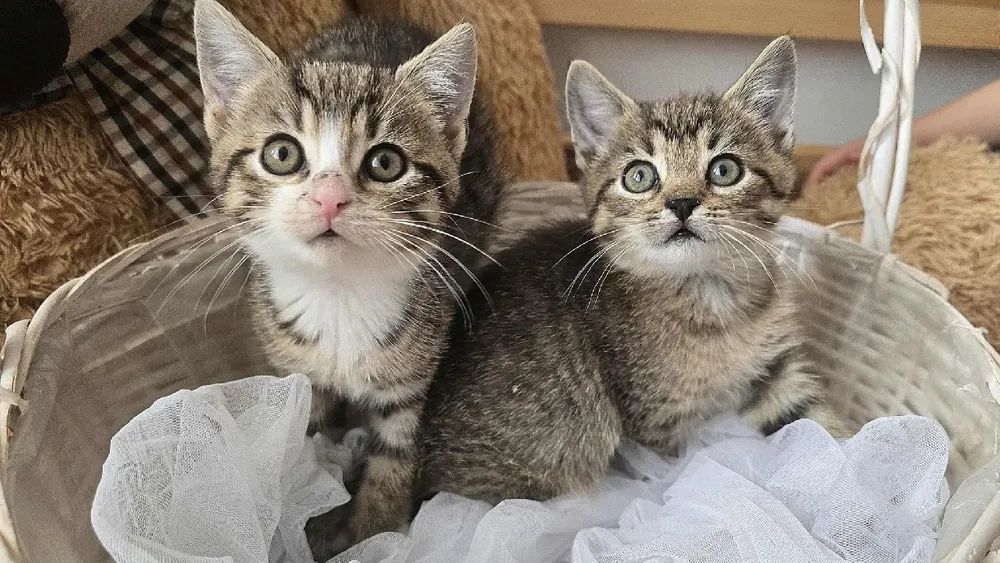 Mruczki przejmą centrum handlowe w Walentynki. Fundacja zaprasza do adopcji