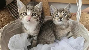 Mruczki przejmą centrum handlowe w Walentynki. Fundacja zaprasza do adopcji