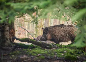 Niebezpieczne zderzenie z dzikiem w Krakowie. Wiemy, jak się to skończyło