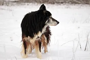 Akcja policji w Żabnie. Zaczęło się od anonimowego zgłoszenia o błąkającym się psie. Finał może zaskoczyć