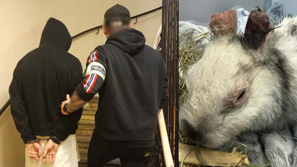Podejrzany o bestialskie okaleczenie królika Marcysia w rękach policji. Pomógł monitoring