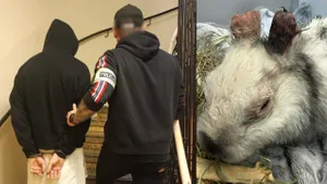 Podejrzany o bestialskie okaleczenie królika Marcysia w rękach policji. Pomógł monitoring
