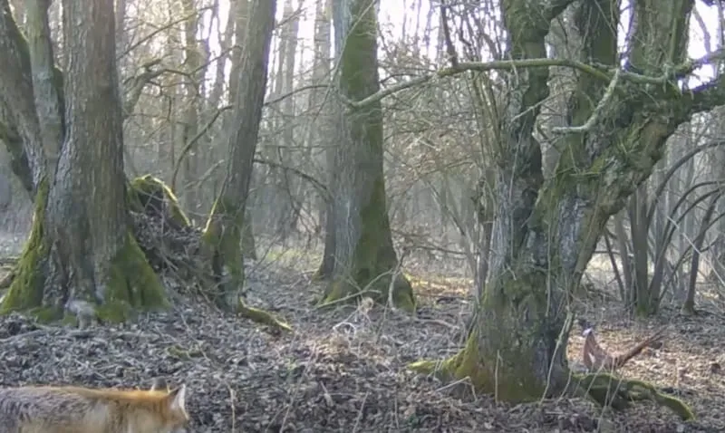 Lis z bażantem zagrali w chowanego. Stawką było... życie [WIDEO]