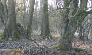 Lis z bażantem zagrali w chowanego. Stawką było... życie [WIDEO]