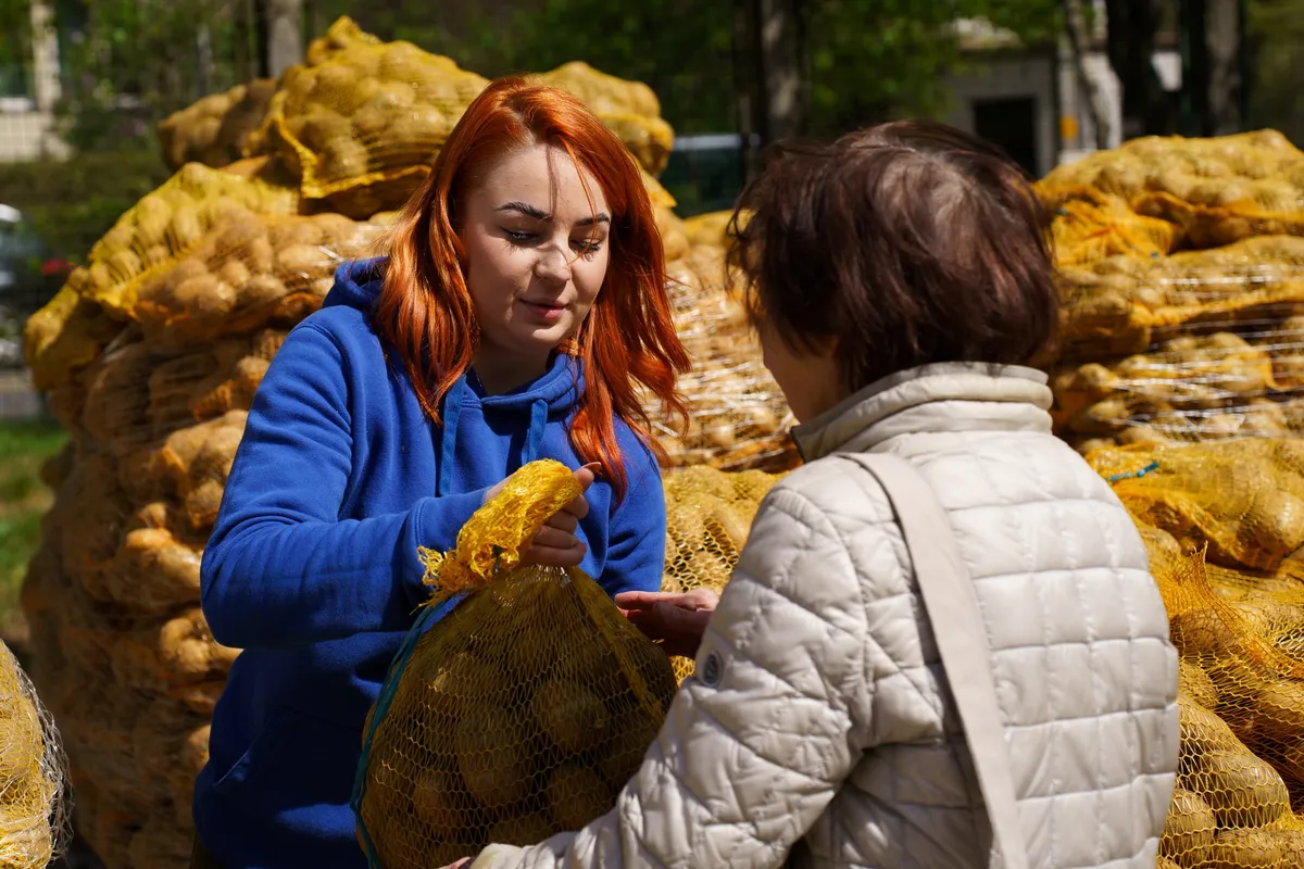 Darmowe ziemniaki do odebrania w Krakowie. "Łącznie mamy 30 ton, które udało nam się uratować"