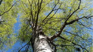 [22.04.2026] Dzień pełen słońca. Noce i poranki chłodne