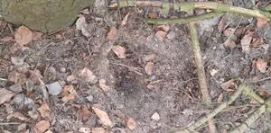 Akcja służb pod Miechowem. Niebezpieczne znalezisko pochodziło z czasów I Wojny Światowej