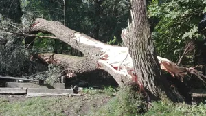 Silny wiatr uderzył w Polskę. Ponad 1,5 tys. interwencji, Małopolska też z problemami