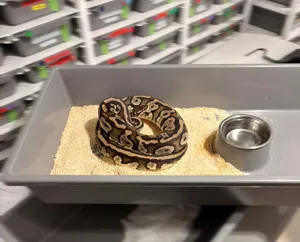 Co za historia z Krakowa. Policja zabezpieczyła... 148 pytonów królewskich