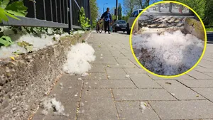 Kraków spowity białym puchem. Alergicy powinni mieć się na baczności [Zdjęcia]