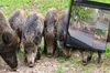 Wdarły się do wielickiej podstawówki. Sprawa dzików wraca jak bumerang