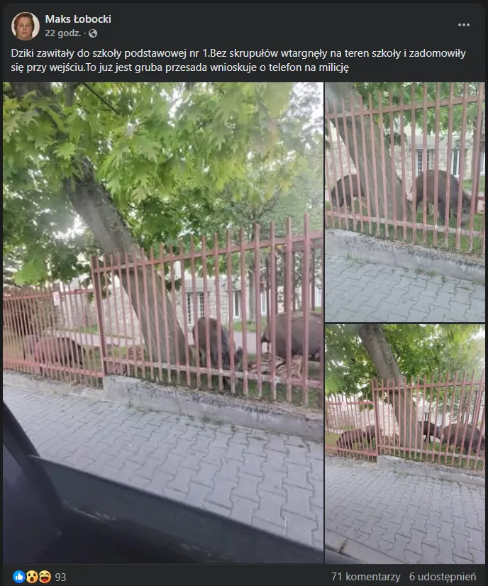 Na screenie dziki na terenie SP nr 1 w Wieliczce