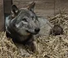 Uratowali wilka. Po trzech miesiącach zwierzę wróciło do lasu