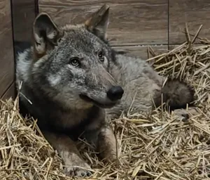 Uratowali wilka. Po trzech miesiącach zwierzę wróciło do lasu