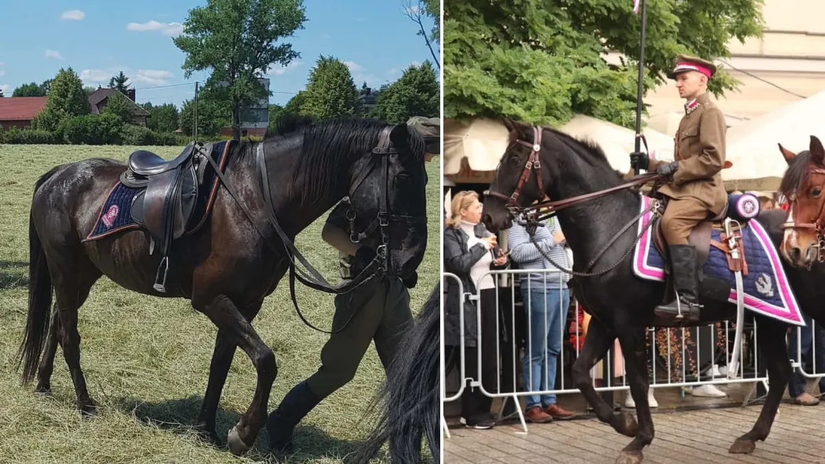 Amaretto - zaginiony koń Krakowskiego Szwadronu Ułanów im. Józefa Piłsudskiego