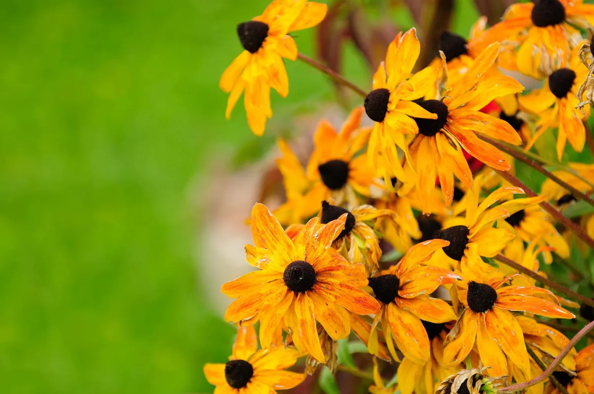 Żółte kwiaty rudbekii, w tle trawa