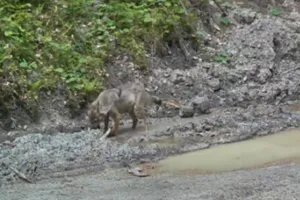 Wyjątkowe nagranie z Limanowej. Wilk z upolowaną ofiarą