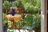 Te rośliny uwielbiają słońce! Będą idealnym wyborem na słoneczny balkon