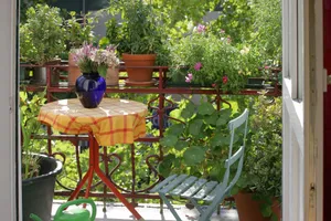 Te rośliny uwielbiają słońce! Będą idealnym wyborem na słoneczny balkon