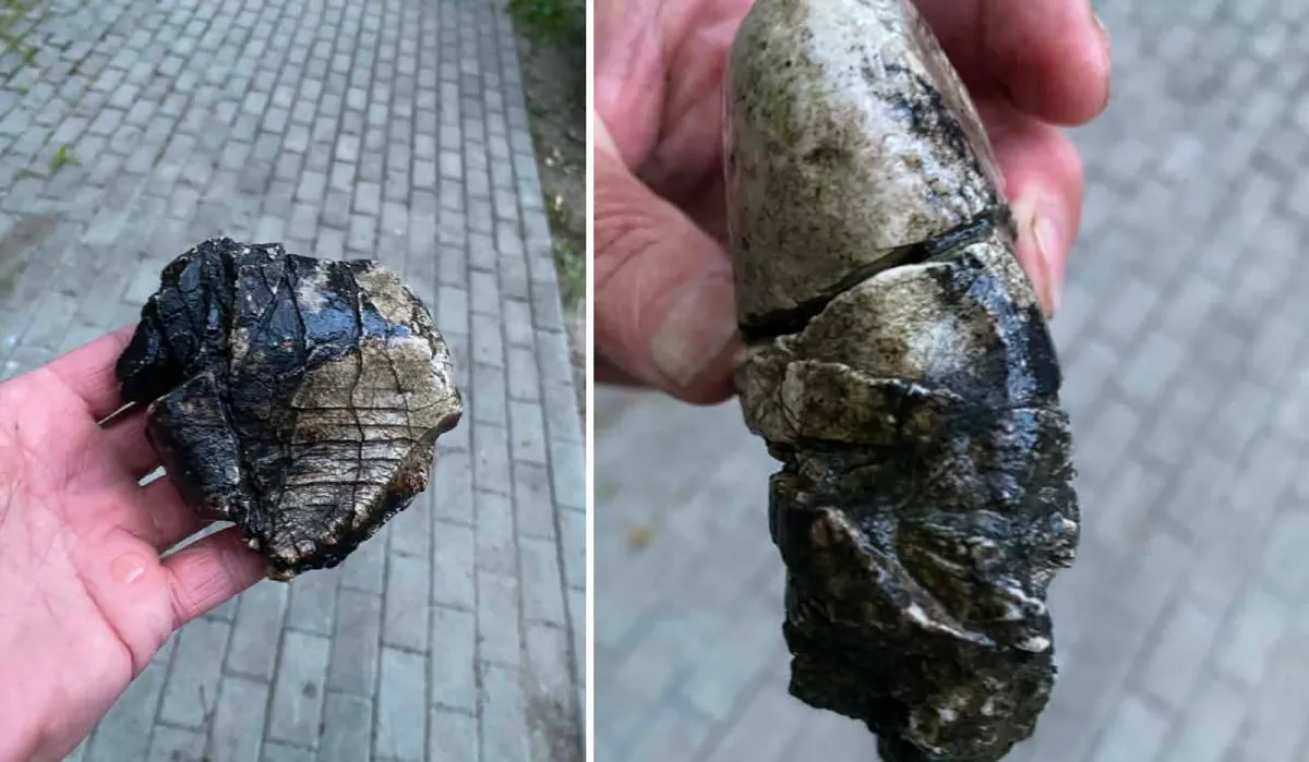 Przedmot przypominający skamieniały ząb mamuta znaleziony w Mogilanach
