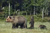 Młody niedźwiedź potrącony w Zakopanem. Nie udało się go uratować