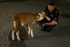 Google Cow Maps zawiodło. Cielę zamiast do gospodarstwa trafiło do centrum Tarnowa [WIDEO]