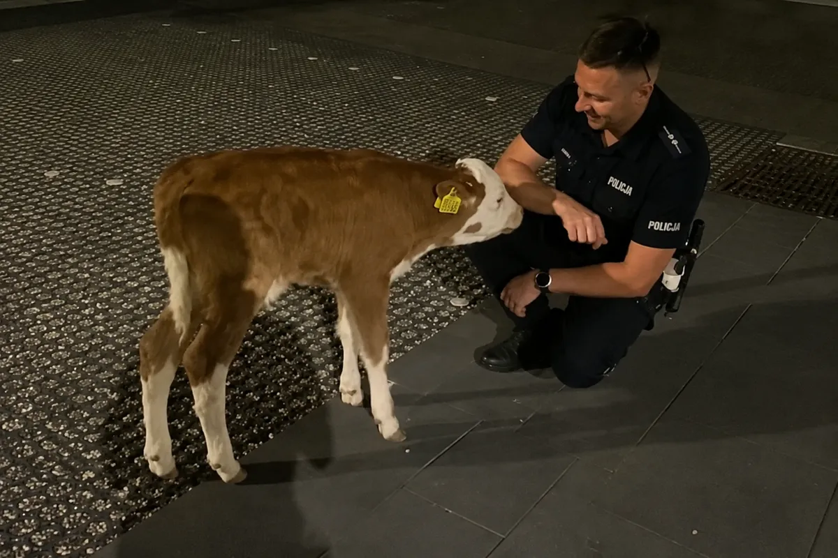 Google Cow Maps zawiodło. Cielę zamiast do gospodarstwa trafiło do centrum Tarnowa [WIDEO]