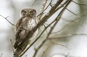 Ten ptak jest mniejszy od wielu swoich ofiar. Spotkamy go w polskich górach
