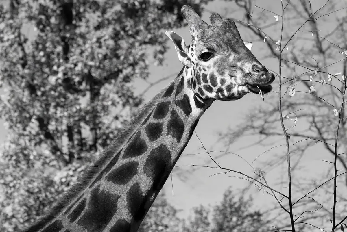 Żałoba w krakowskim zoo. Nie żyje uwielbiany przez odwiedzających Denar