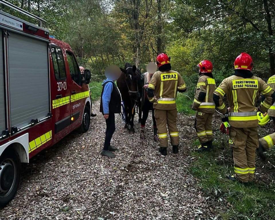 Koń ugrzązł w bagnie pod Krakowem. Strażacy ruszyli na ratunek
