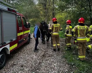Koń ugrzązł w bagnie pod Krakowem. Strażacy ruszyli na ratunek