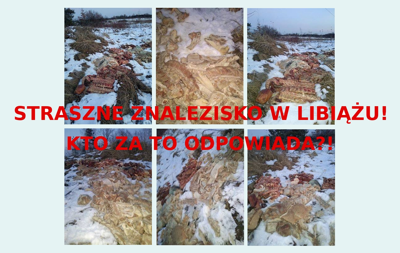 Ogromne ilości mięsa na łące w Libiążu! Ciąg dalszy afery mięsnej?