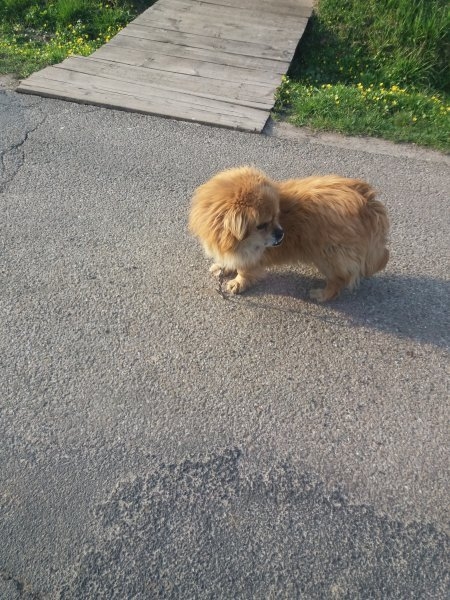 Niewidomy piesek w Trąbkach