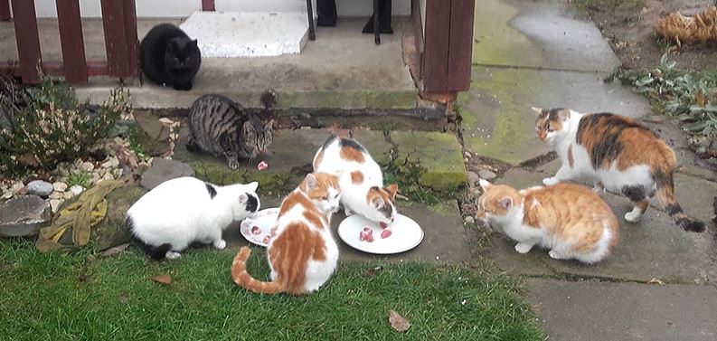 Tuchów: śliczne kociaki do adopcji
