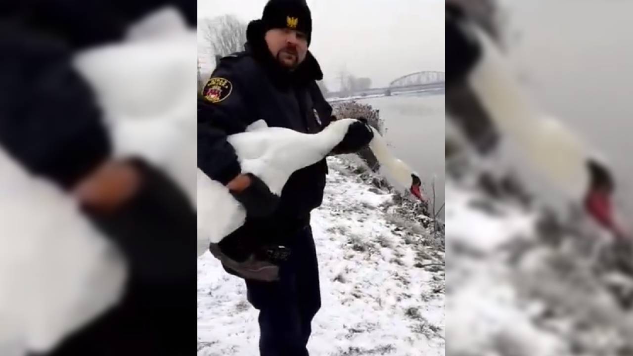 Kraków: strażnicy miejscy uratowali błąkającego się łabędzia [WIDEO]