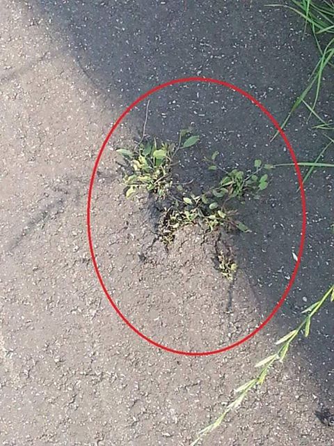 Mielec: Kwiatki na Kwiatkowskiego, czyli ile jest wart nowy asfalt?