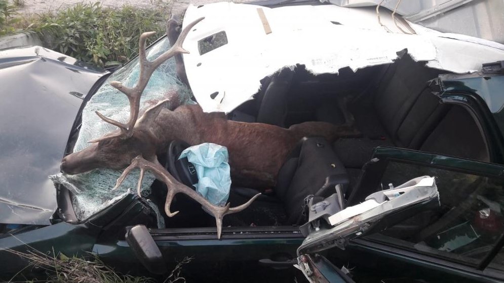 Tarnów: dwa wypadki w tym jeden śmiertelny. Podsumowanie zeszłego tygodnia