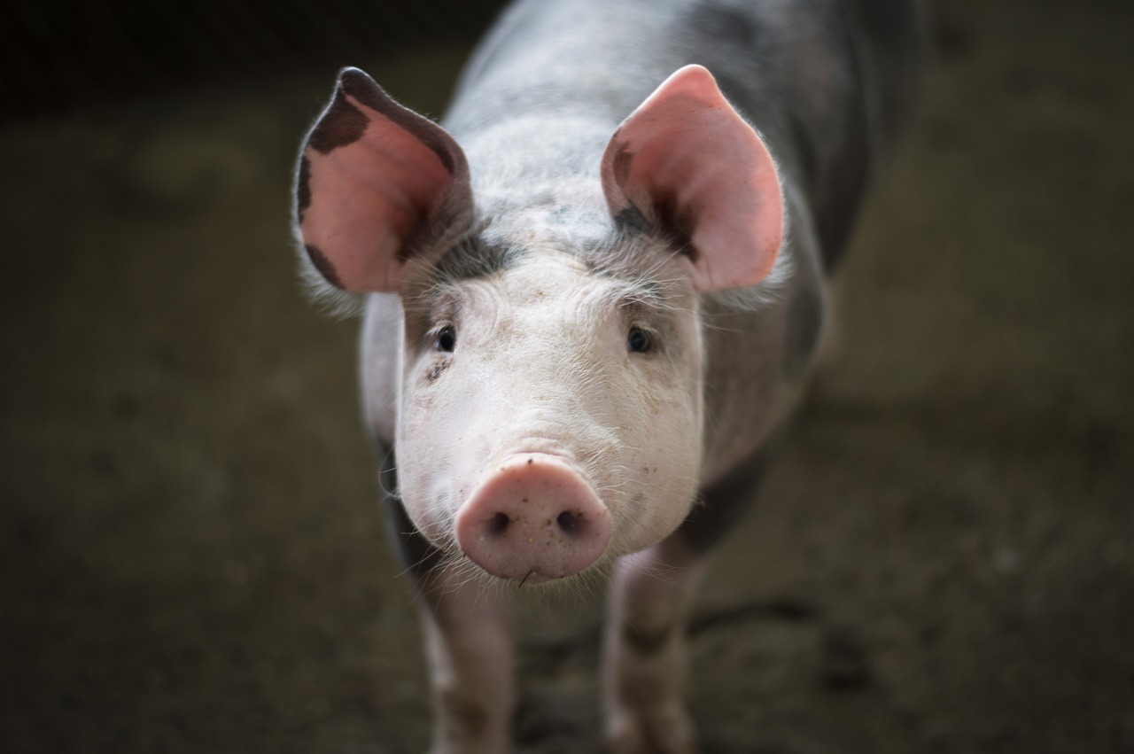 Powiat krakowski: informacja Powiatowego Lekarza Weterynarii