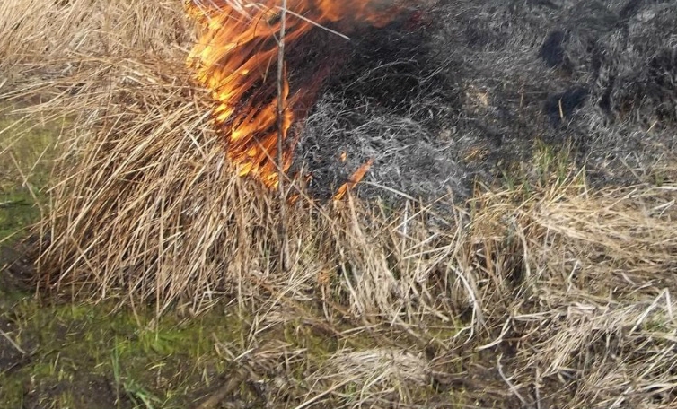 Tarnów. Pożar strawił niemal hektar łąk na obrzeżach miasta