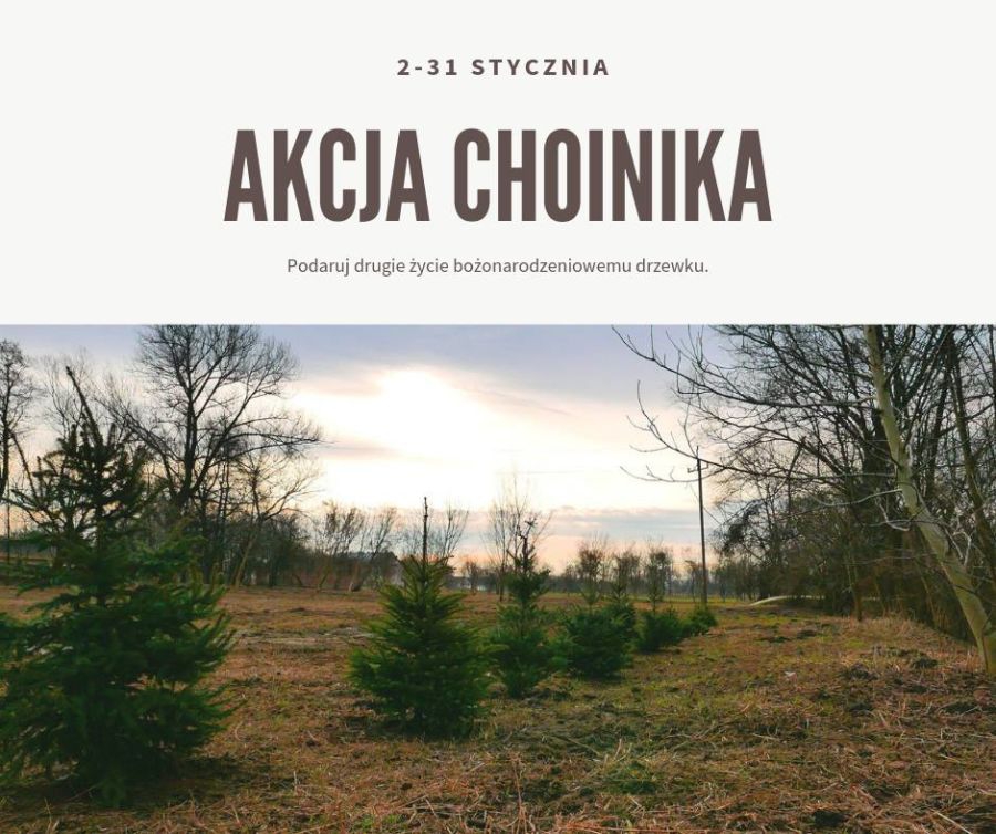 Oddaj żywą choinkę, ZZM ją posadzi