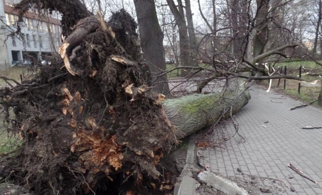 Zerwane dachy, powalone drzewa – nadal trwa szacowanie strat
