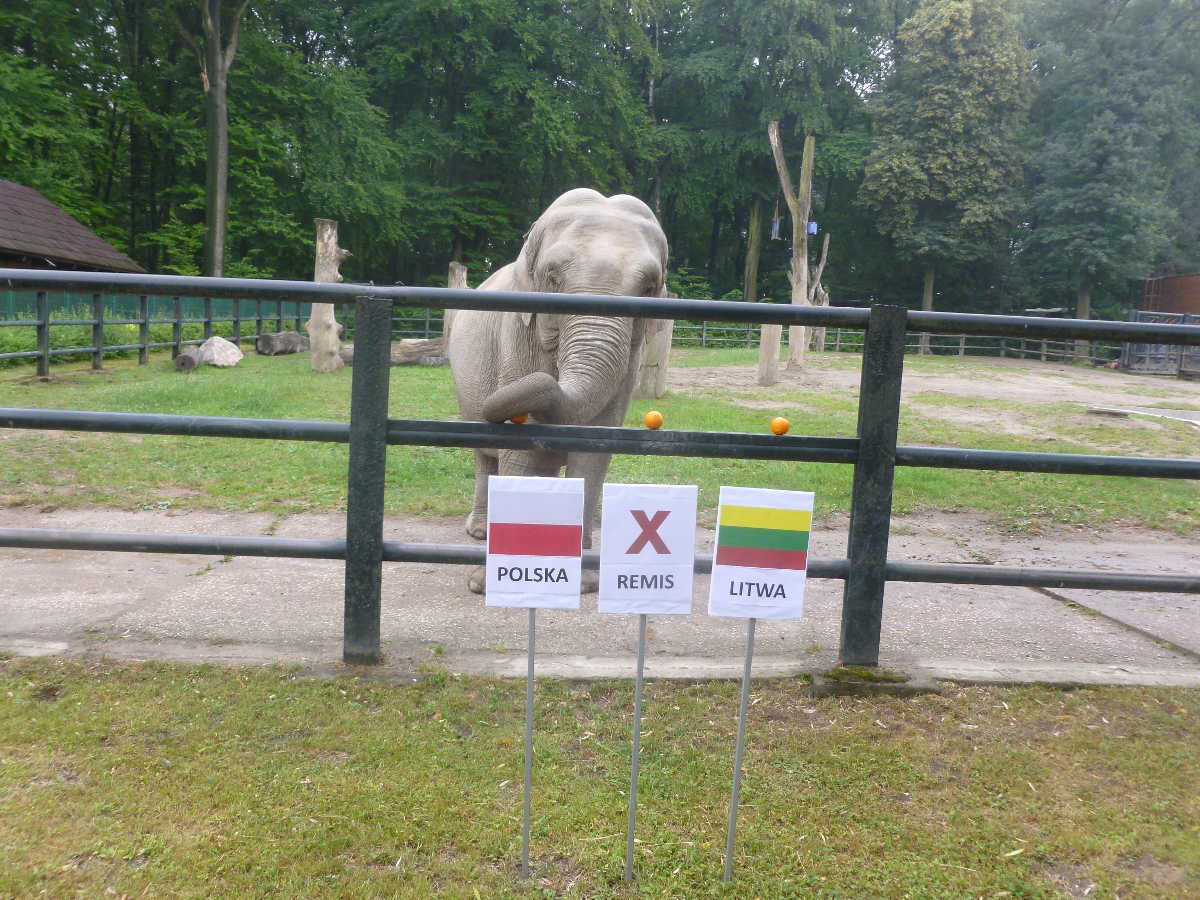 Mundial: słoń wygrywa z pingwinem, a Polska z Litwą