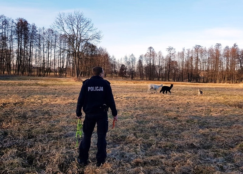 Oświęcim: Policja ujęła egzotyczne uciekinierki