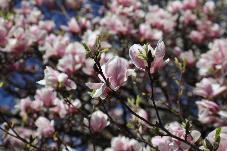 Przy ul. księdza Popiełuszki powstał magnoliowy skwer